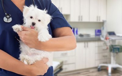 Vets: Are You Set Up To Deal with A Summer Surge in Demand?