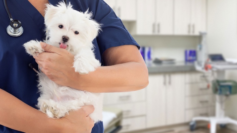 How to keep offering the best care to pet owners during 2021